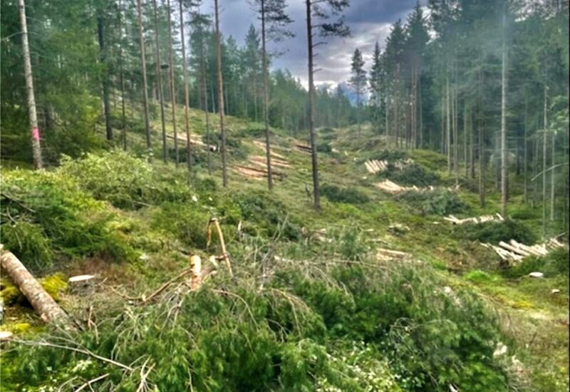 Hån skog juli 2021